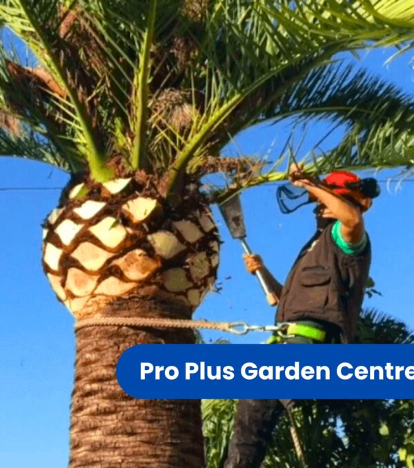 Tree & Palm Pruning (featured image)