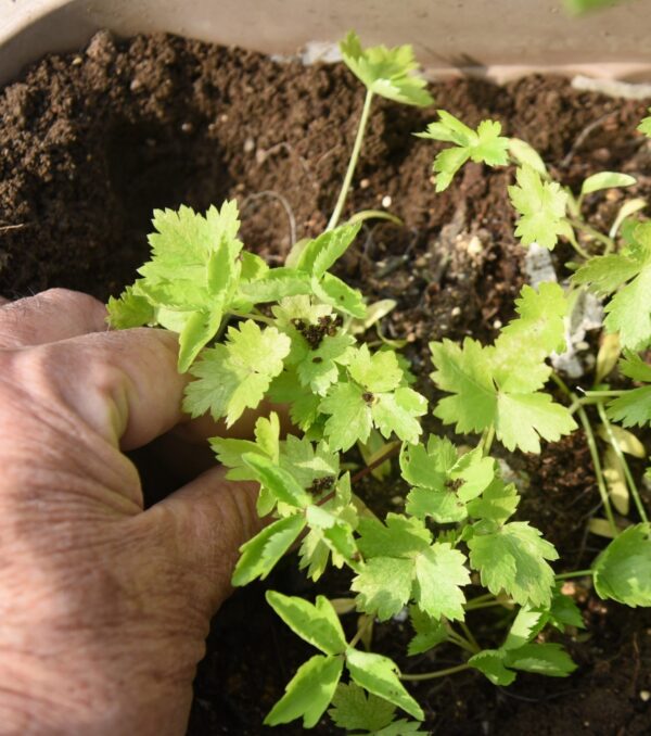 pro-plus- home & garden supplies featured mage pro-plus- home & garden supplies featured mage